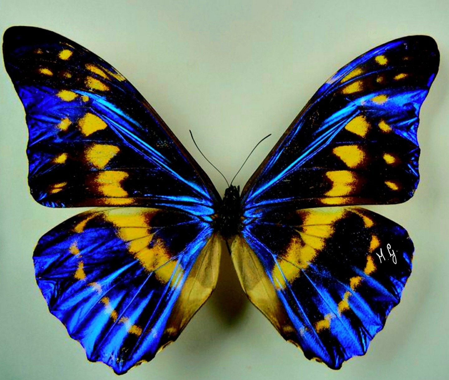 Бабочка с яркими крыльями. Бабочка Урания Мадагаскарская. Бабочка Морфо Гекуба. Блю Морфо бабочка Легенда. Бабочка крапчатый Арлекин.