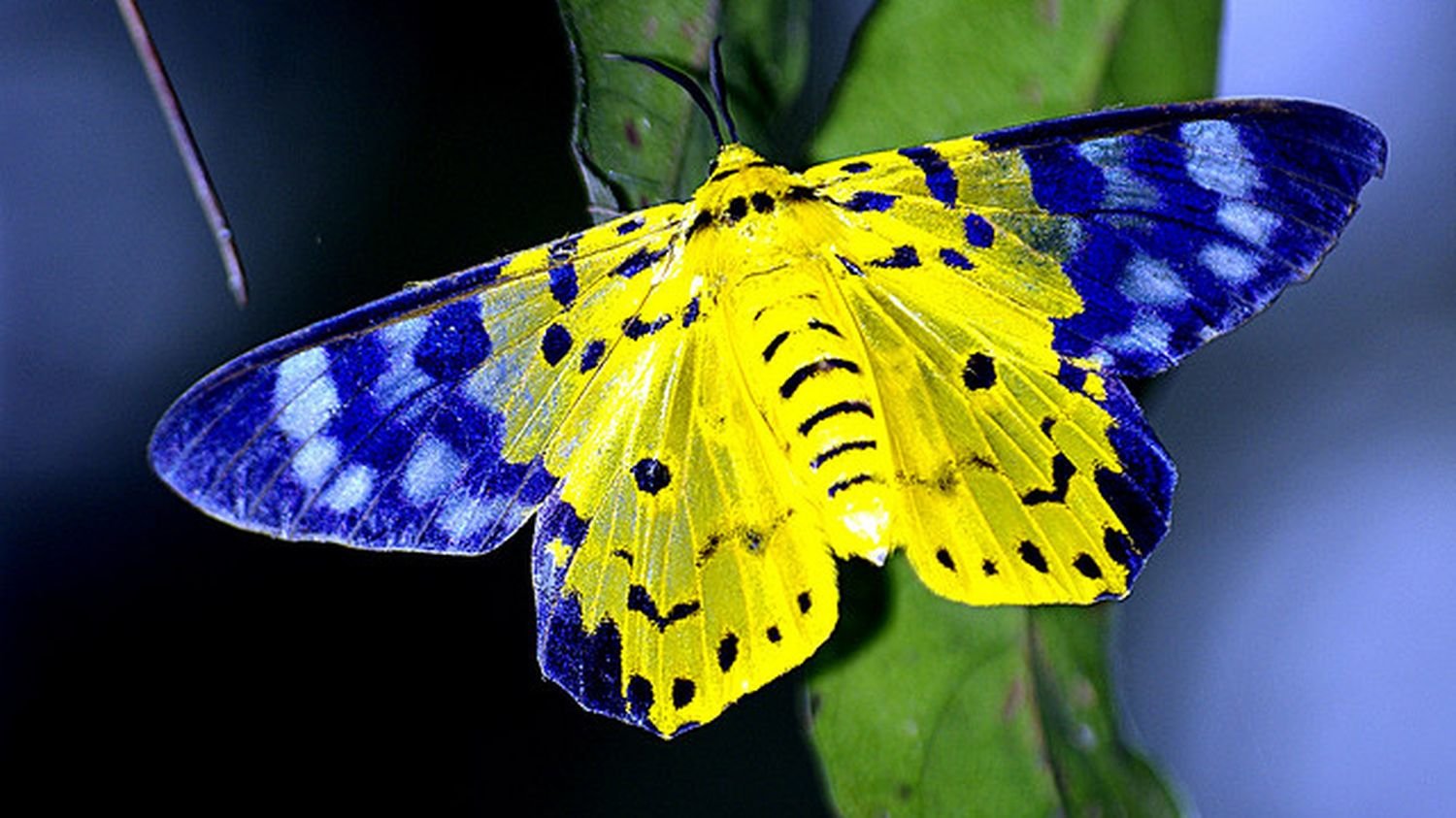 Бабочка с желтыми крыльями. Бабочка калифорнийский Махаон. Калифорнийский синий Махаон. Синий Махаон бабочка. Бабочка Кернс Бердвинг.