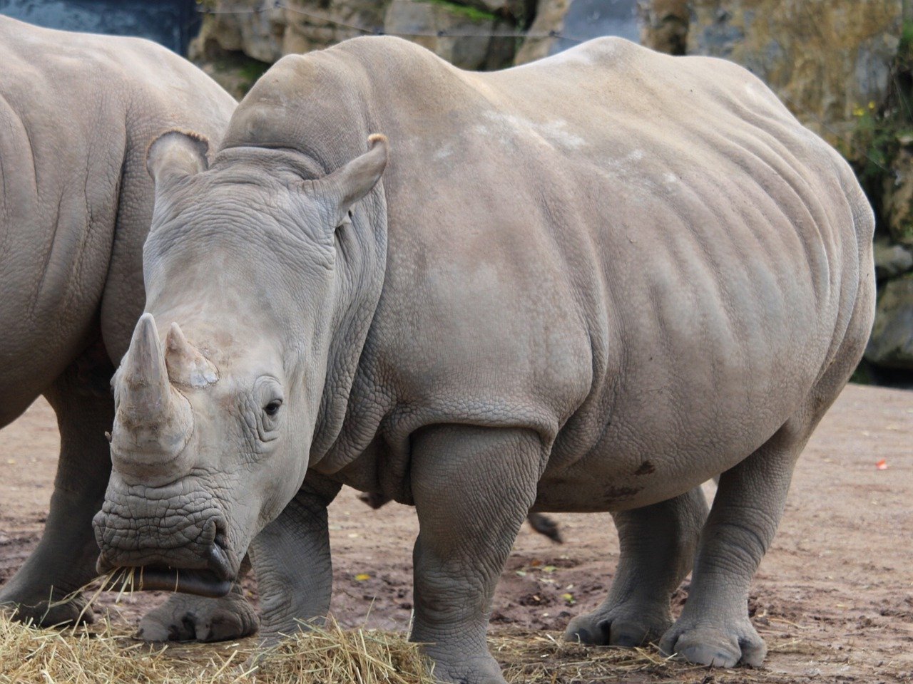 Как называют носорога. Белый носорог альбинос. Африканский белый носорог. Южный белый носорог. Белый яванский носорог.