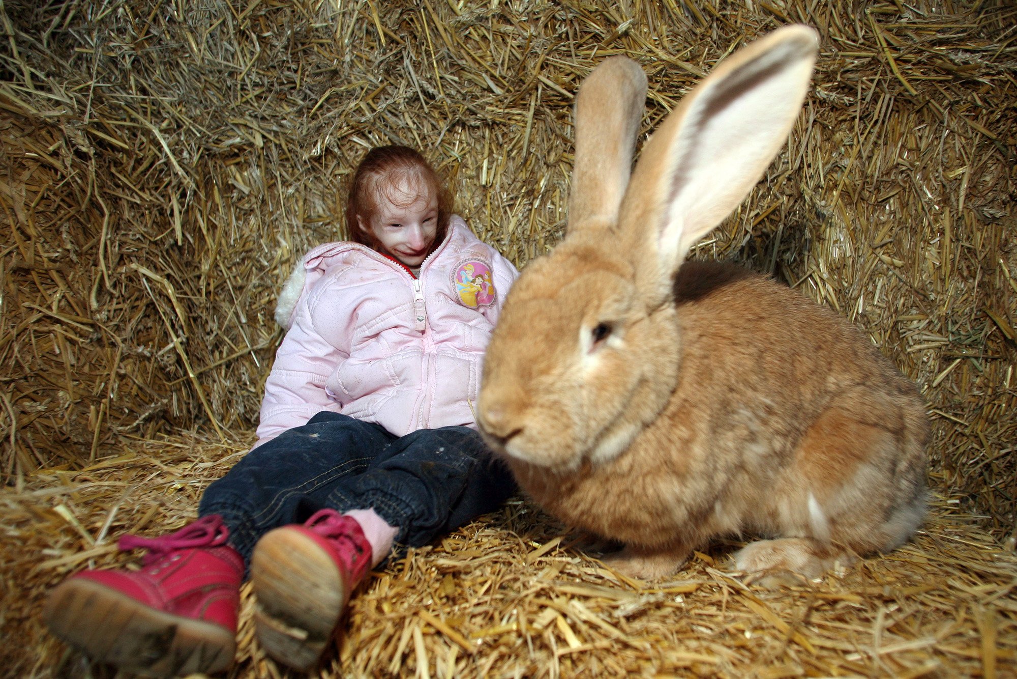 Большие и маленькие кролики. Кролик континентальный гигант. Великан куён. Дариус - самый большой кролик в мире. Кролик великан вислоухий.