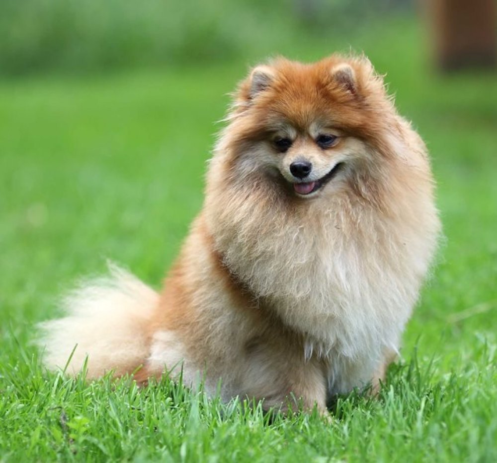 Шпиц немецкий малый