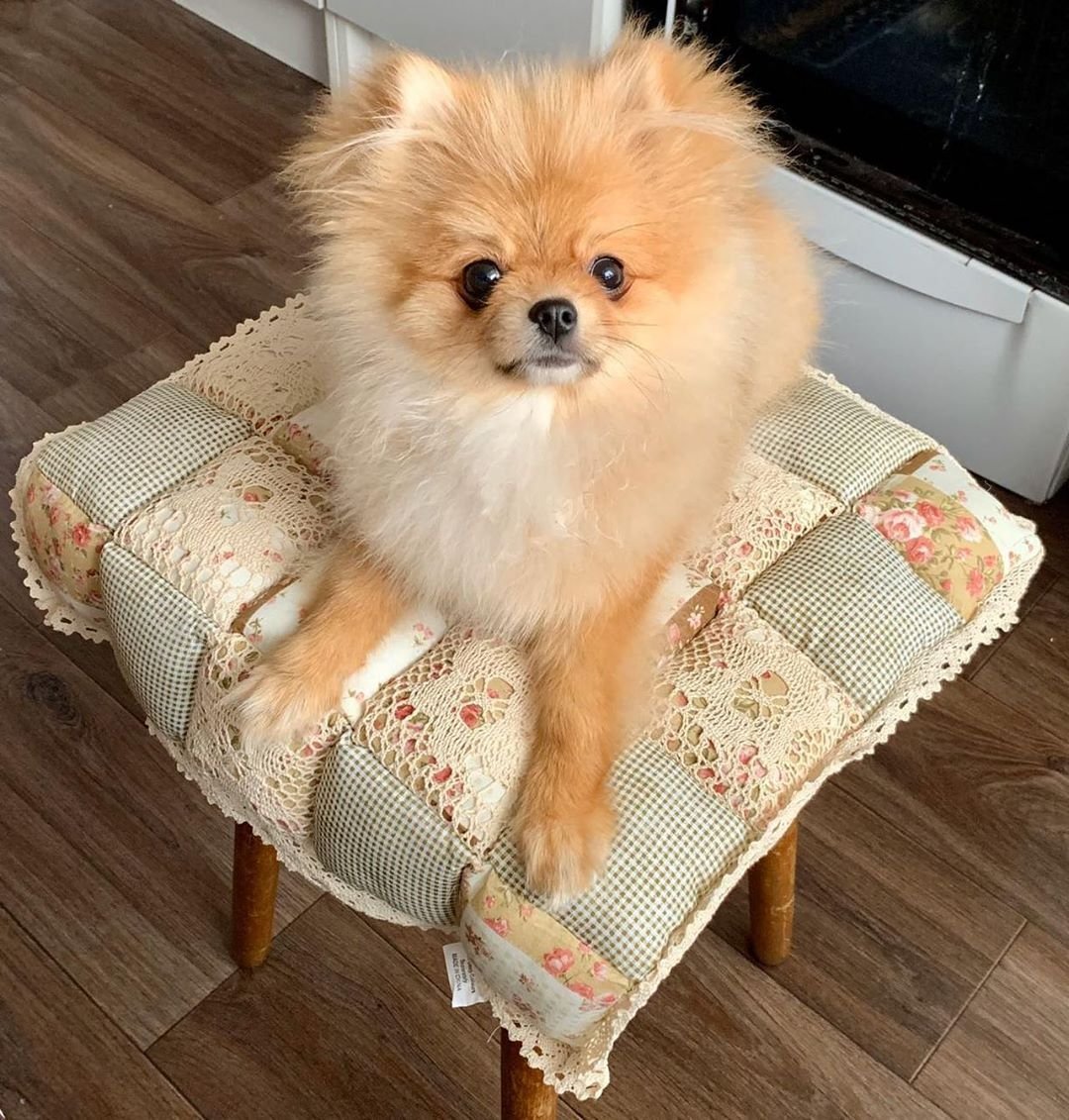 Шпиц Бородиной