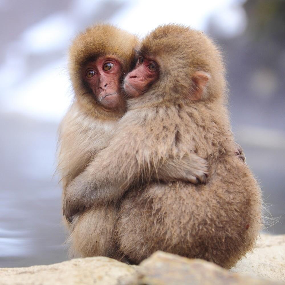 Обезьяны обнимаются