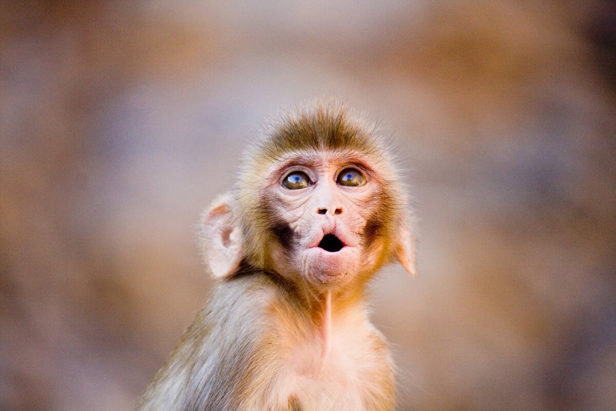 Мартышка резус