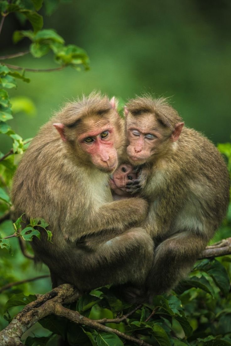 Семья обезьян