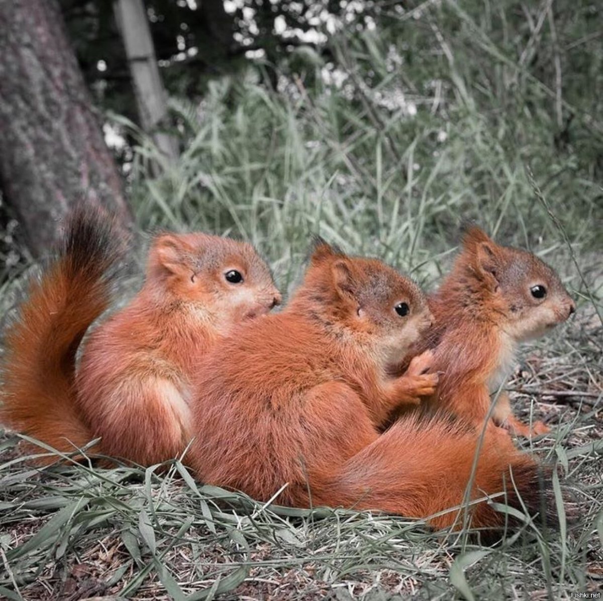 Белка с бельчатами