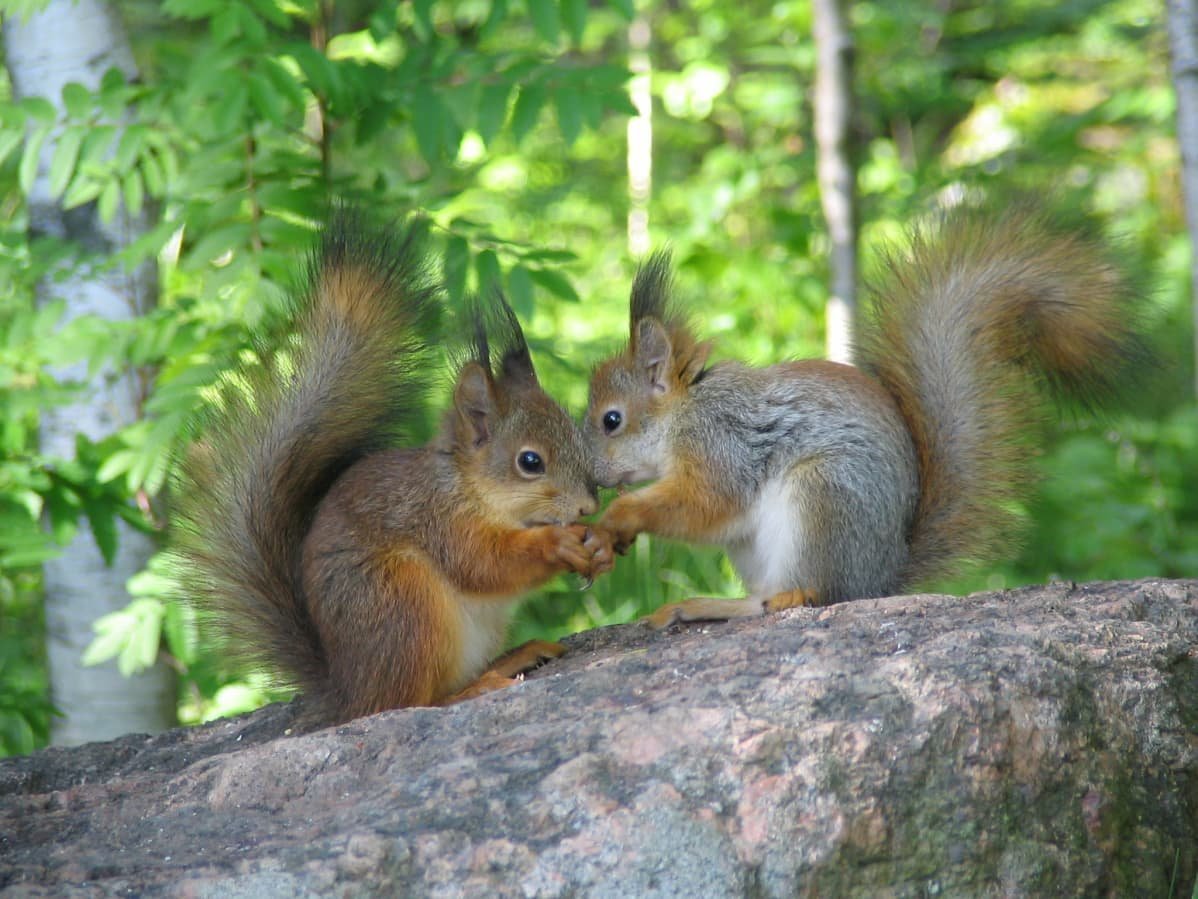 Две белочки