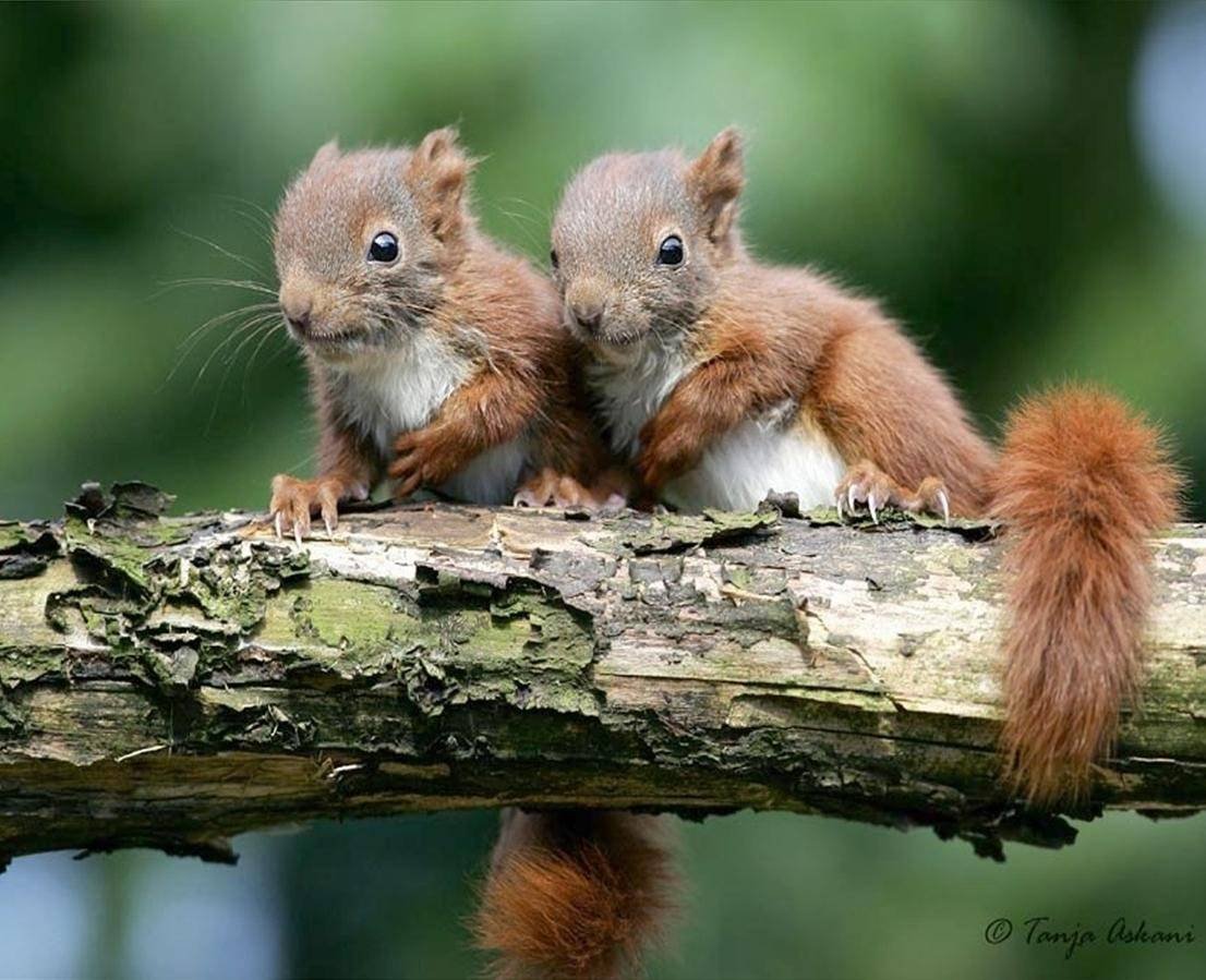 Обыкновенная белка с бельчатами