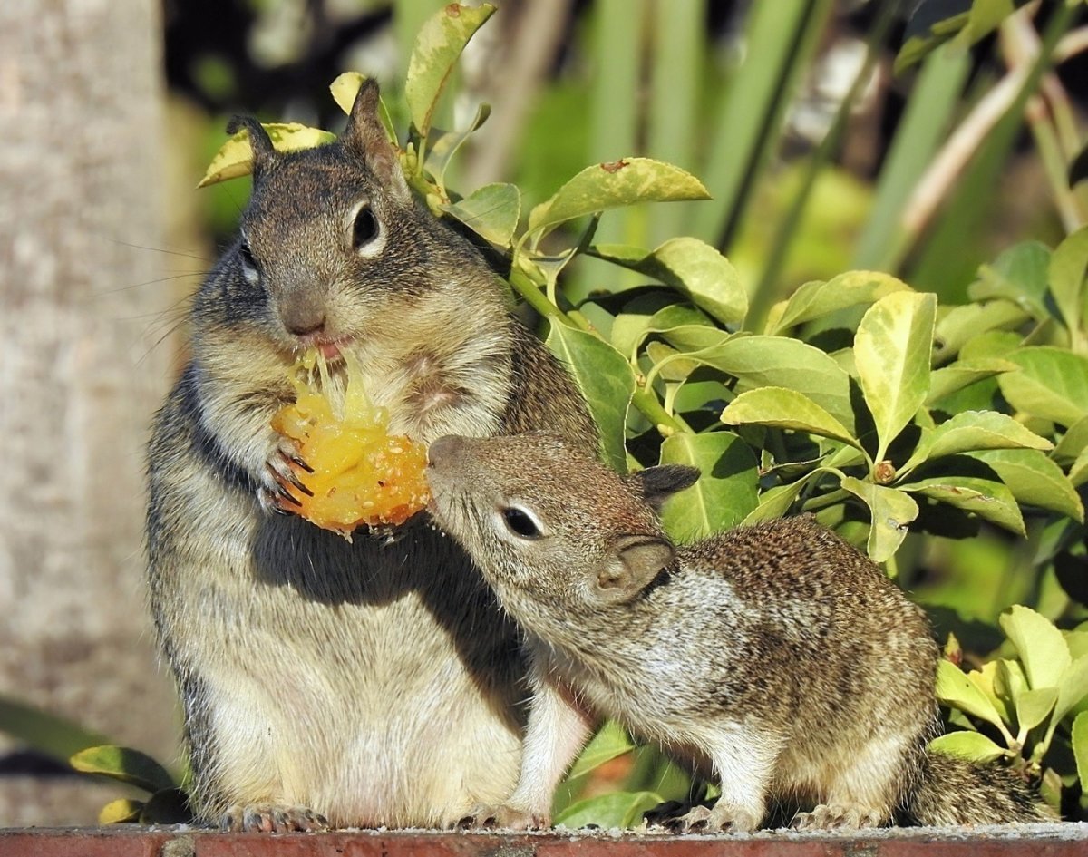 Белки с бельчатами