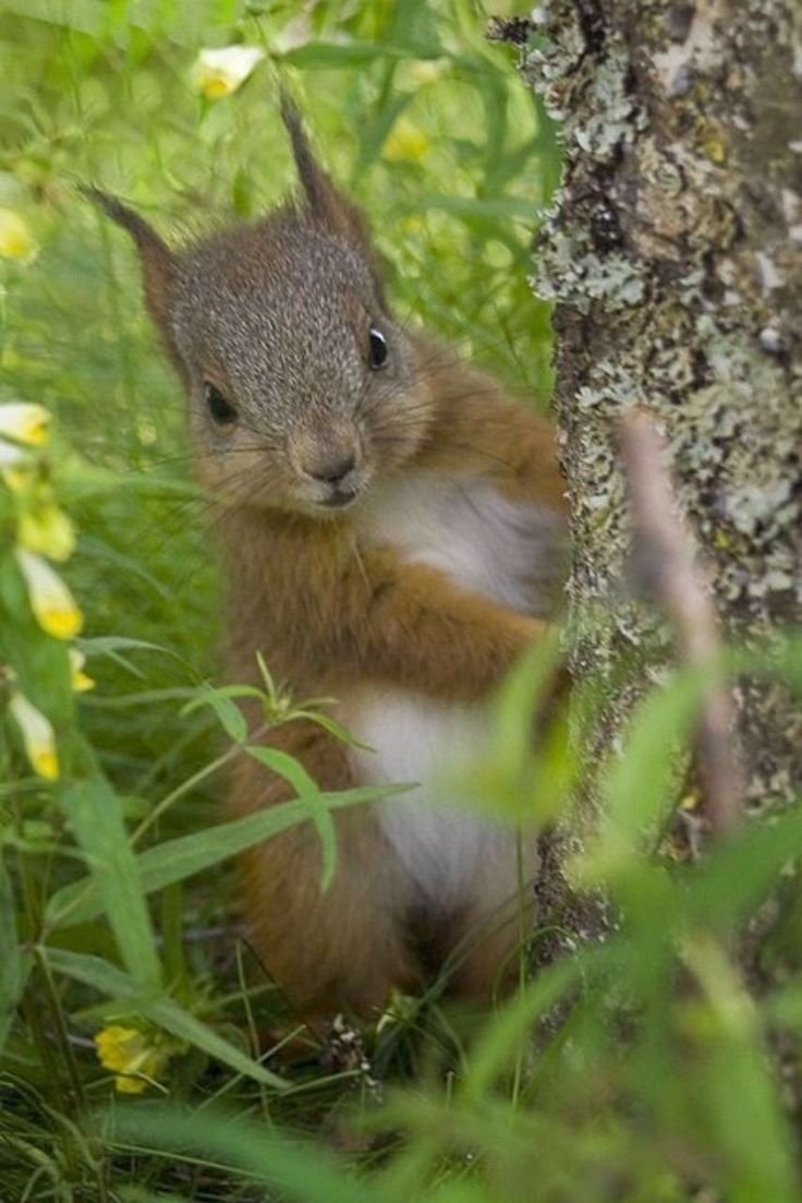 Белочка летом
