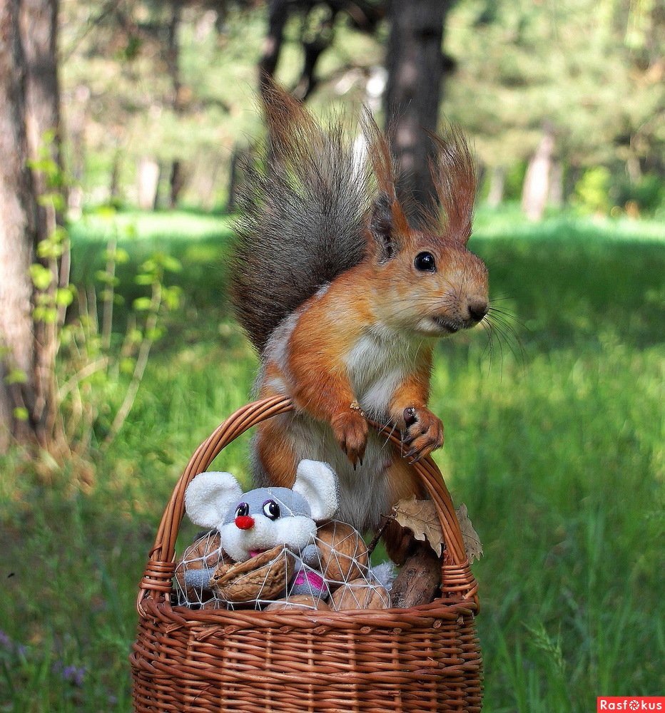 Белка с корзинкой