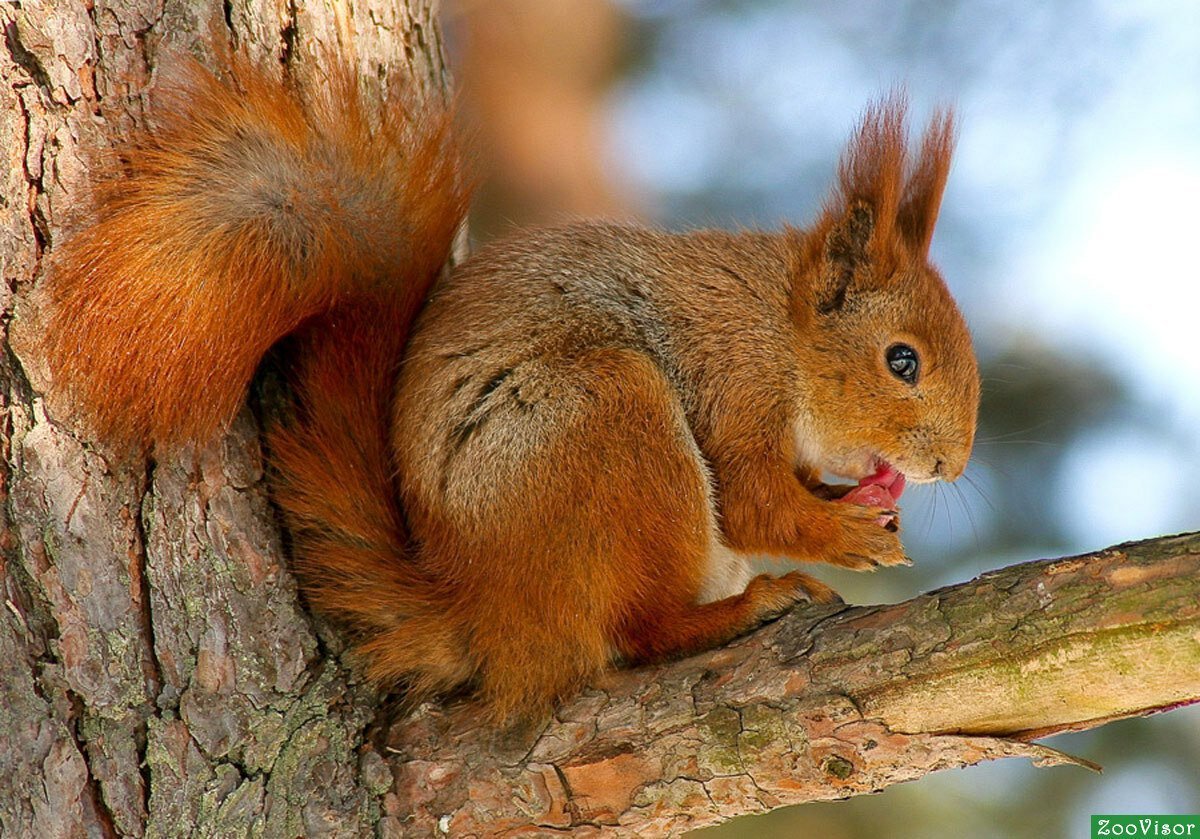 Белка телеутка