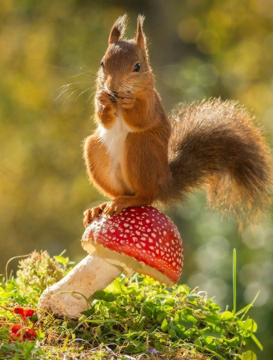 Красивая Белочка