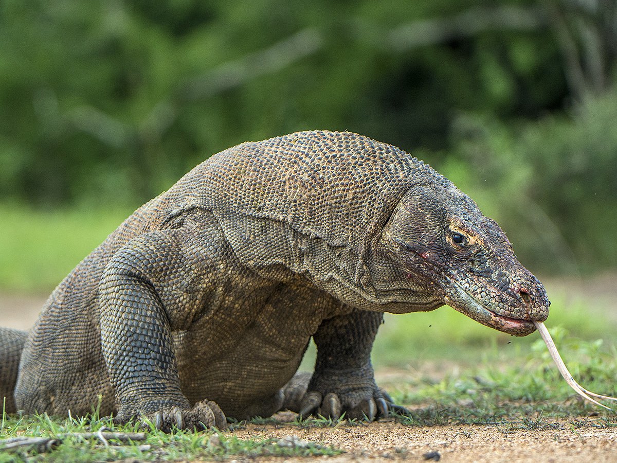 Вараны острова Комодо