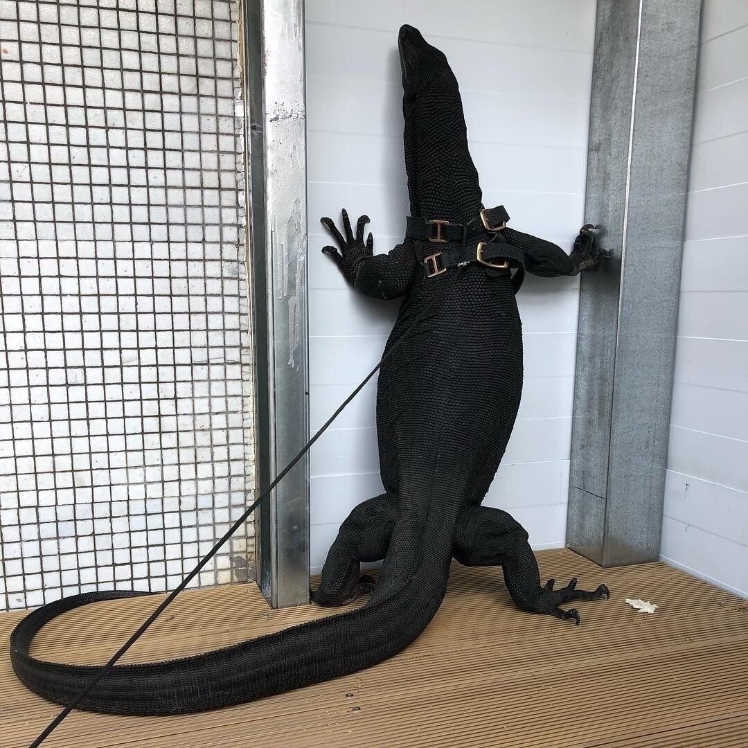 Водяной Варан домашний чёрный