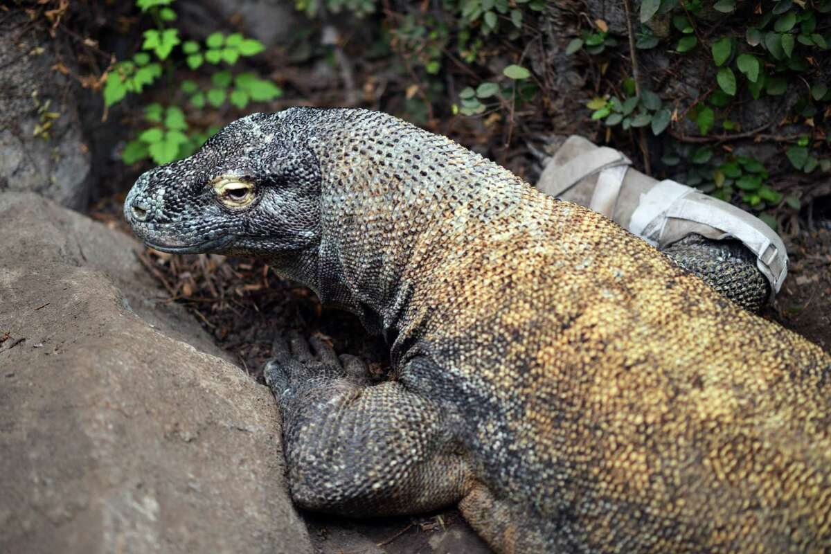 Комодский Варан