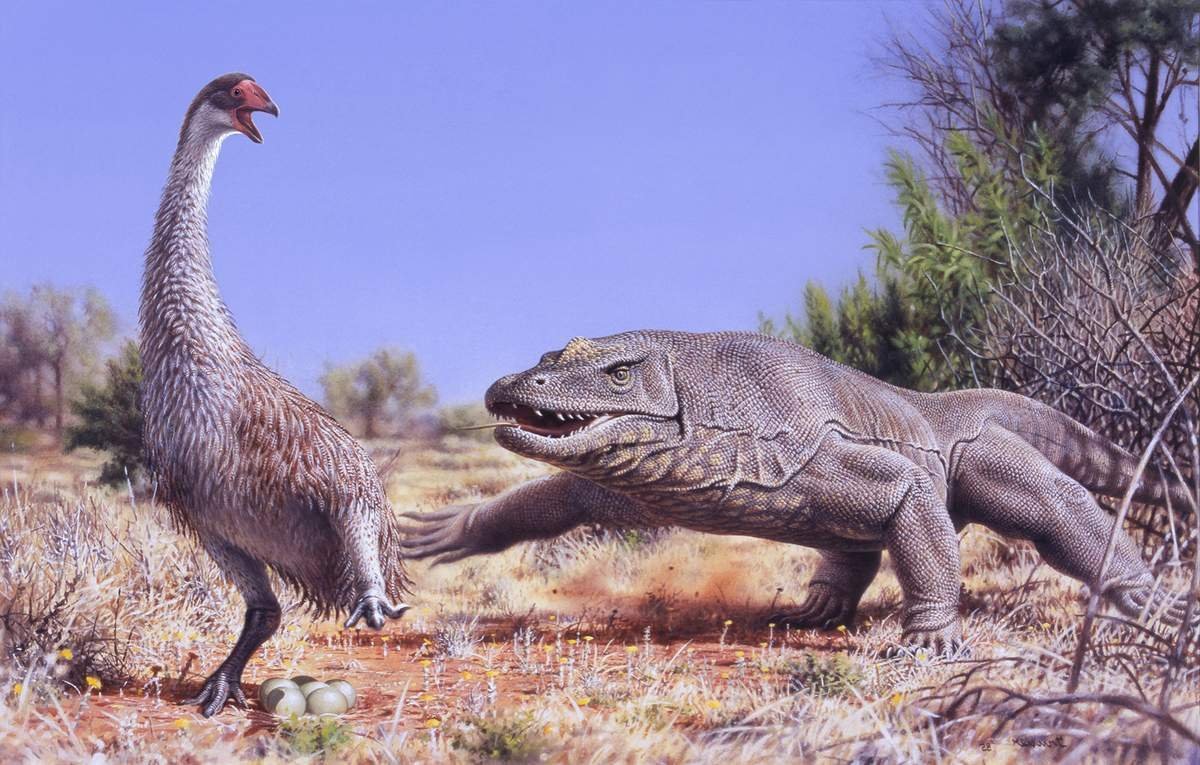 МЕГАЛАНИЯ Варан