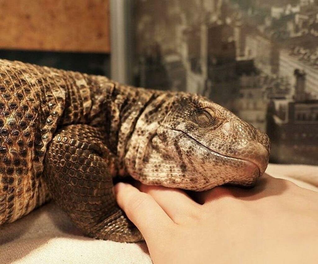 Капский Варан