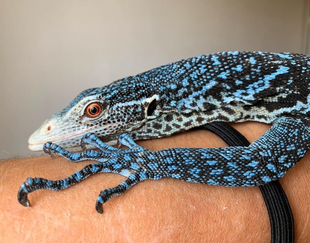 Синий древесный Варан
