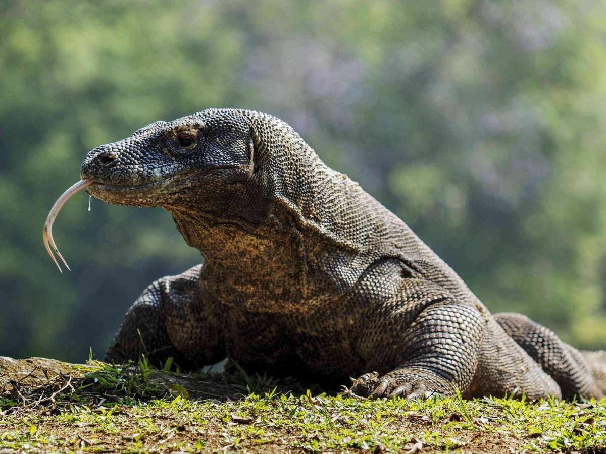 Комодский Варан дракон