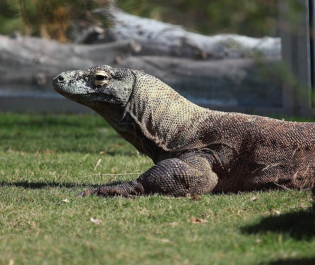 Комодский Варан альбинос