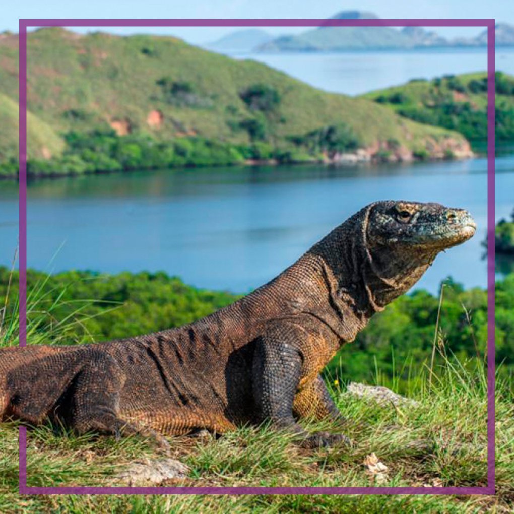 Остров Комодо Индонезия вараны