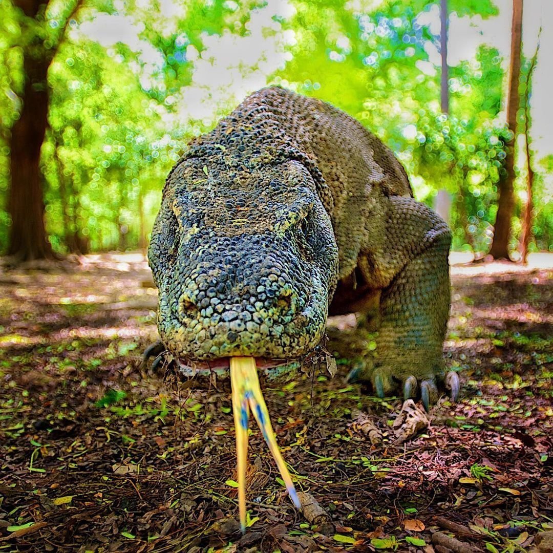 Варан Камбоджа