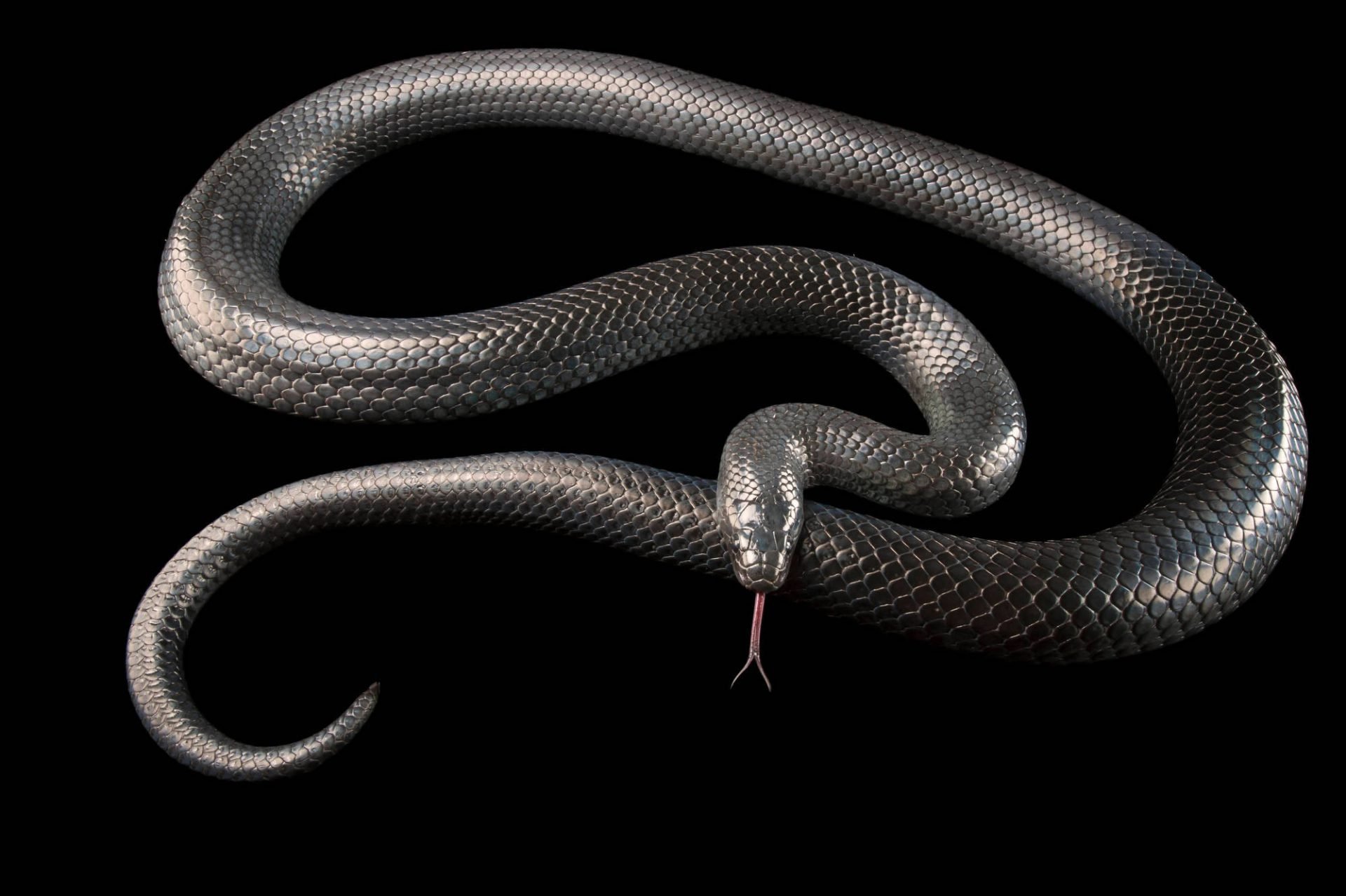 I m snake. Черный Аспид змея. Капский напильник змея. Металлическая змея. Хвост змеи.