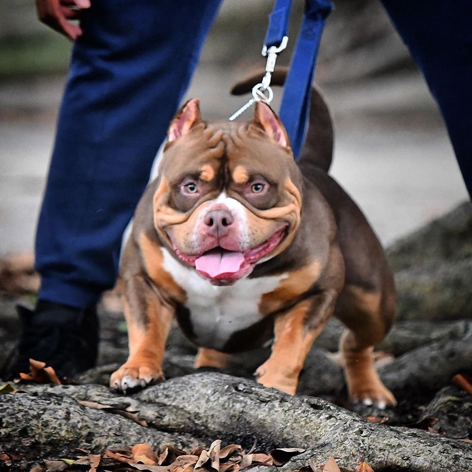 Американский булли покет