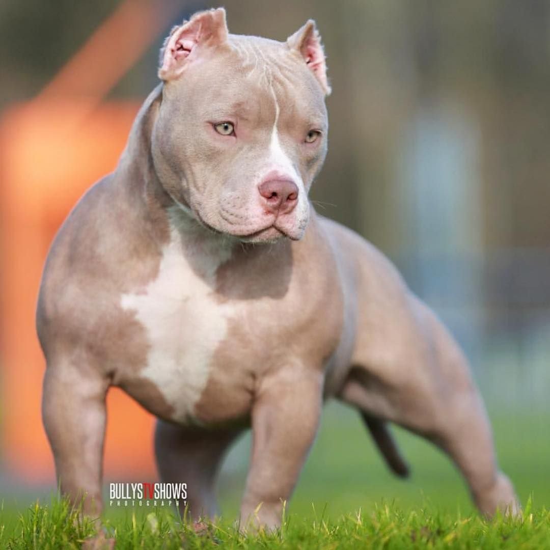 Американский булли покет