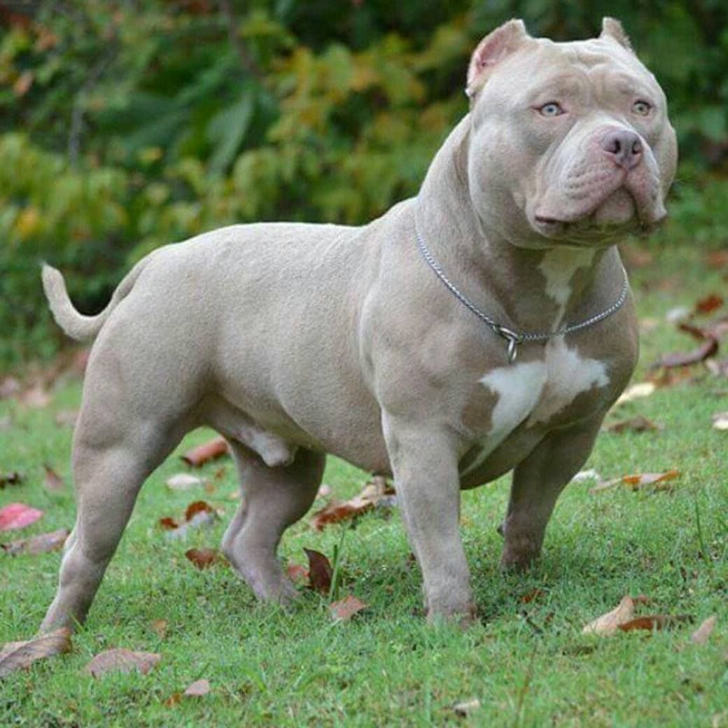 Американский булли