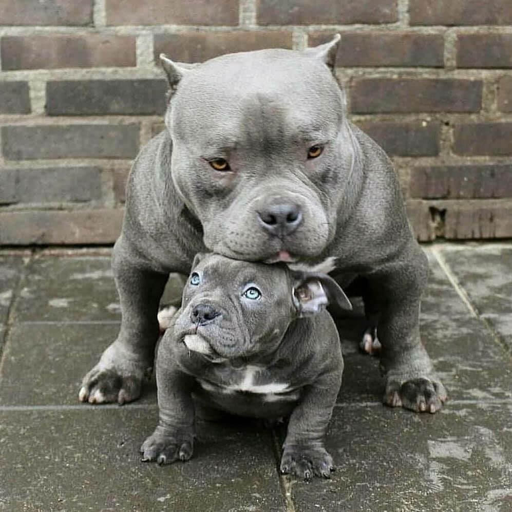 Порода собак булли