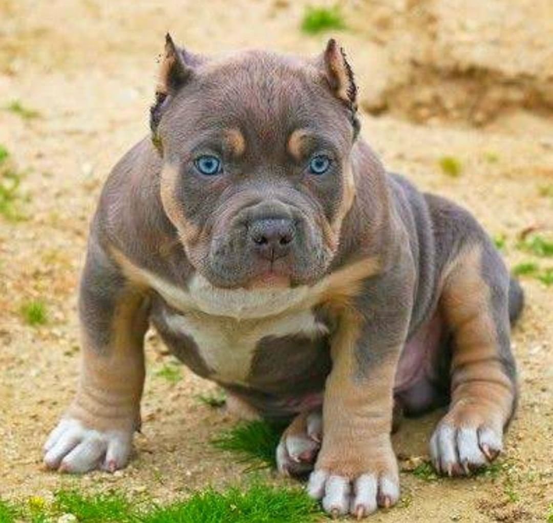 Американский булли покет голубой