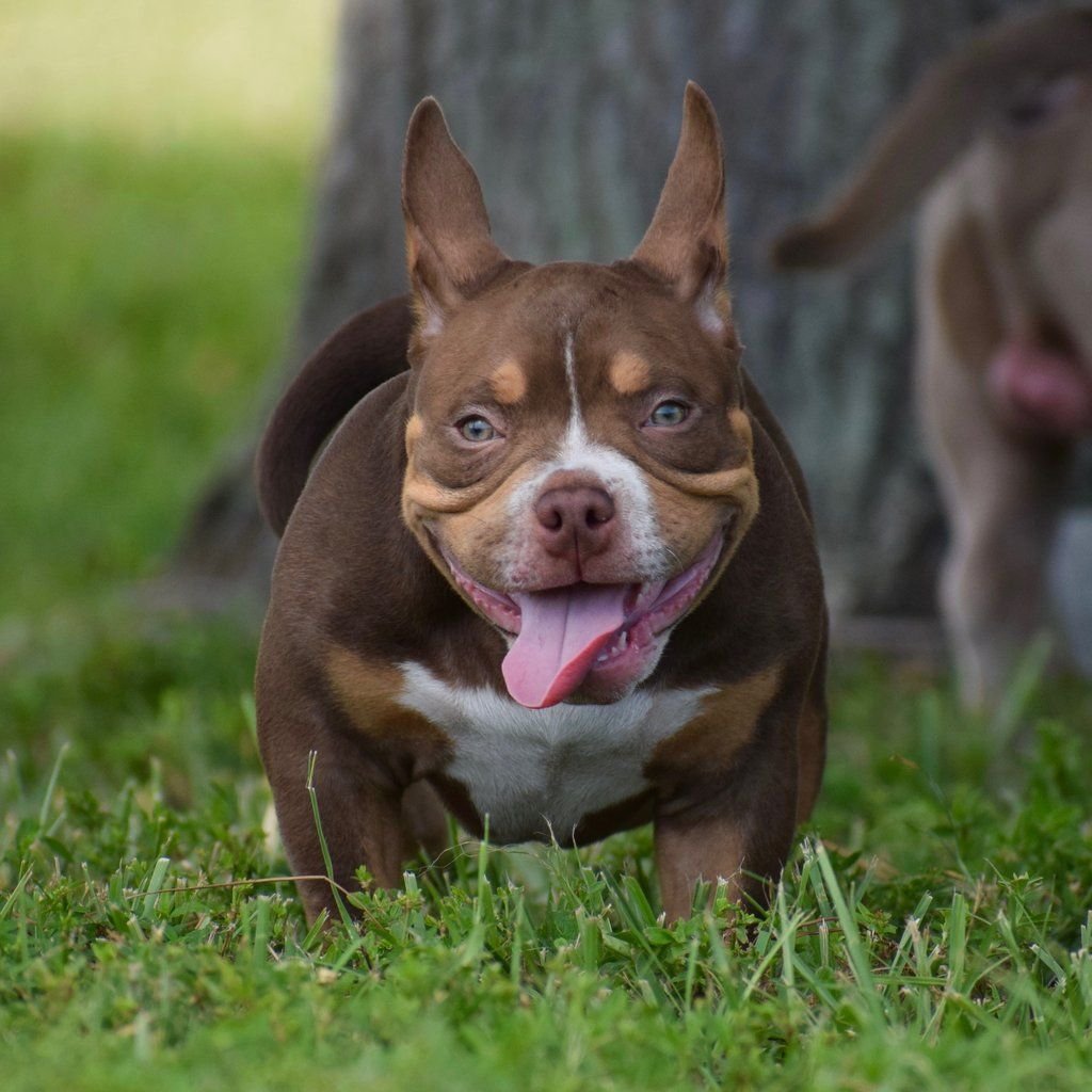 Американский булли покет экстрим