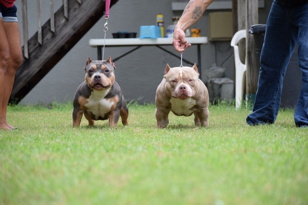 Американский булли покет стандарт