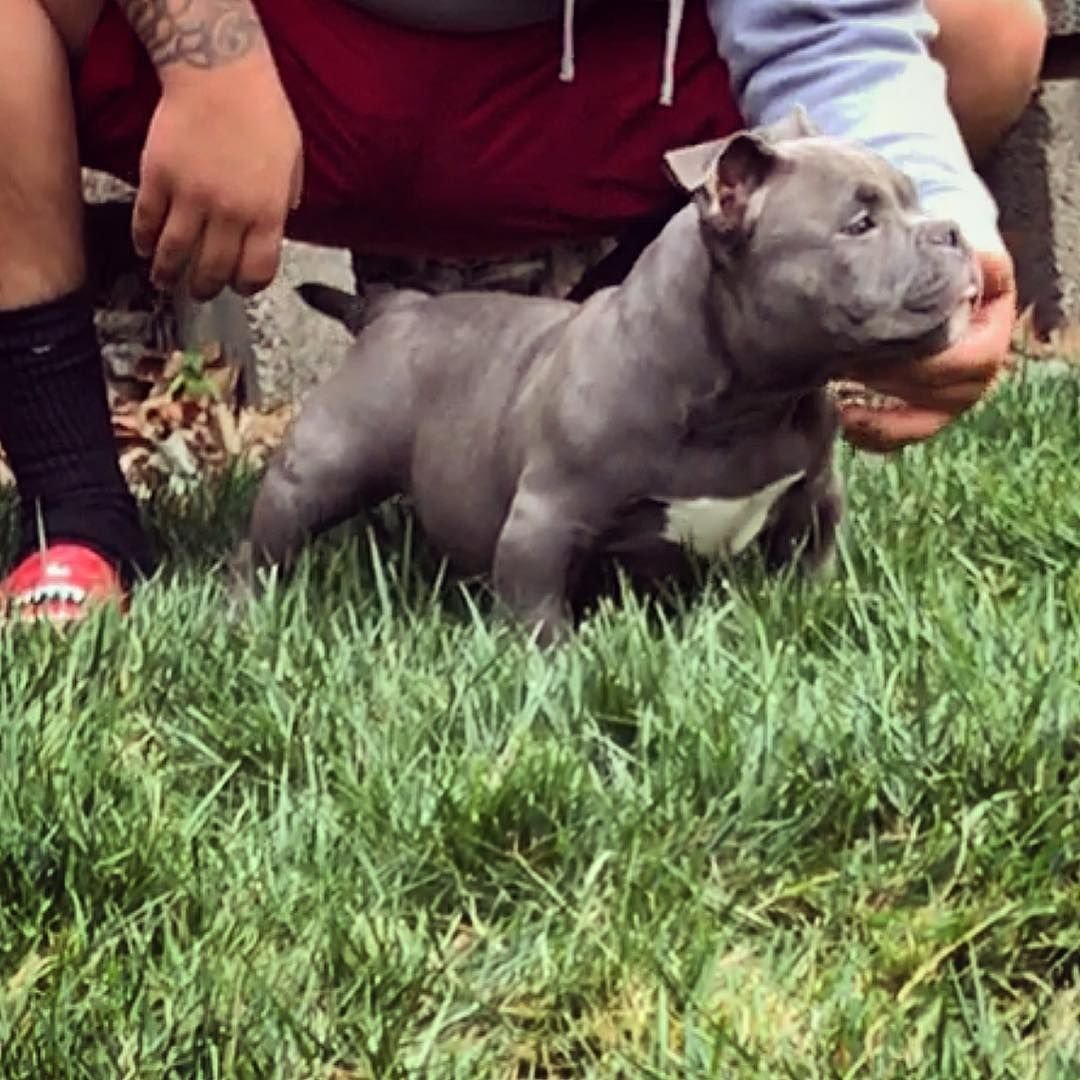 Американский булли мини покет