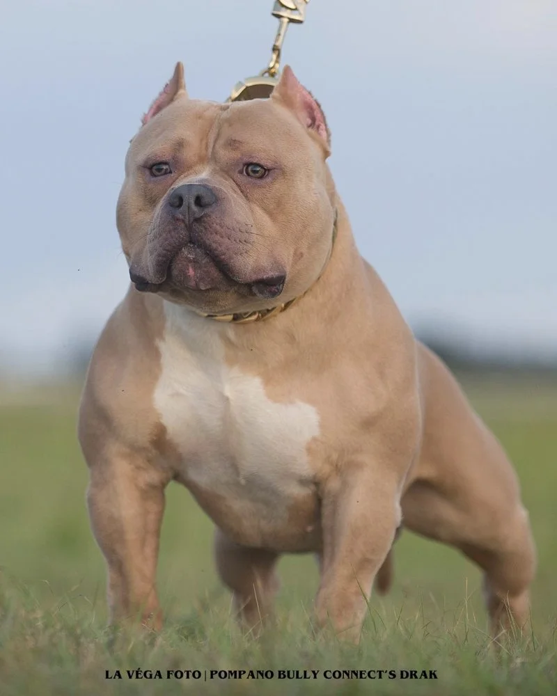 Американский булли покет