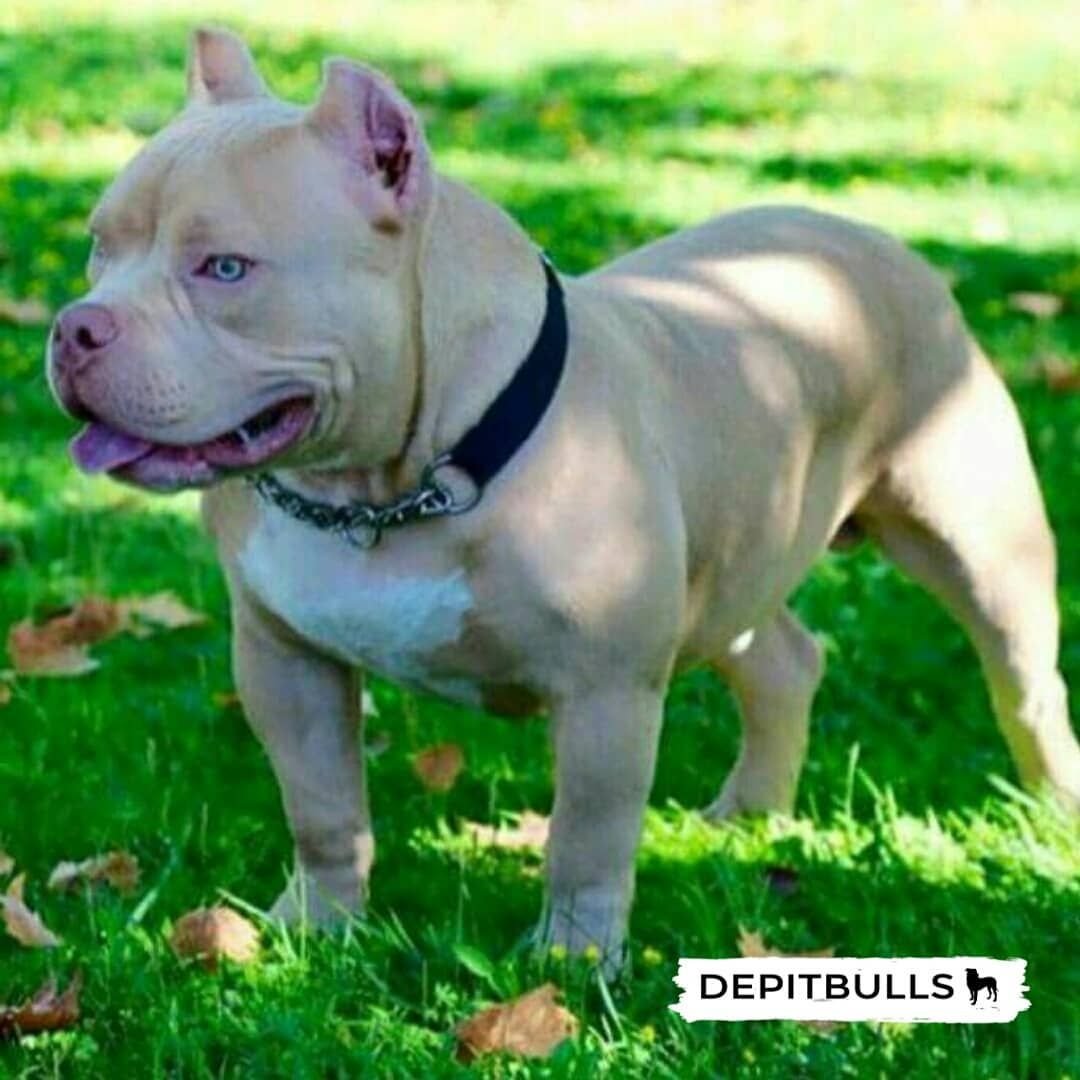 Американский булли покет Классик