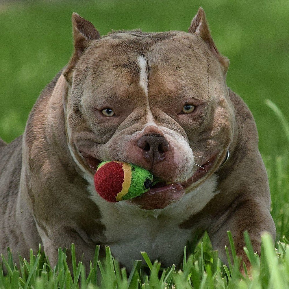 Американский булли