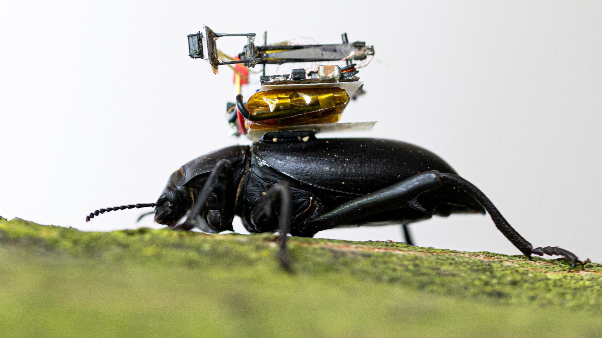 Жуки для итто. Робот Жук. Жук с камерой. Робот Жук с камерой. Роботизированные насекомые.