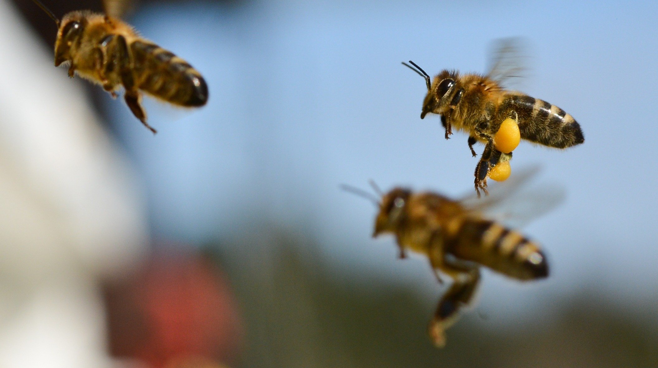 Пчелы атаковали