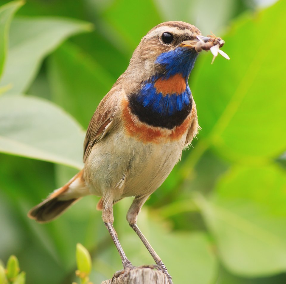 Птичка варакушка с синей грудкой