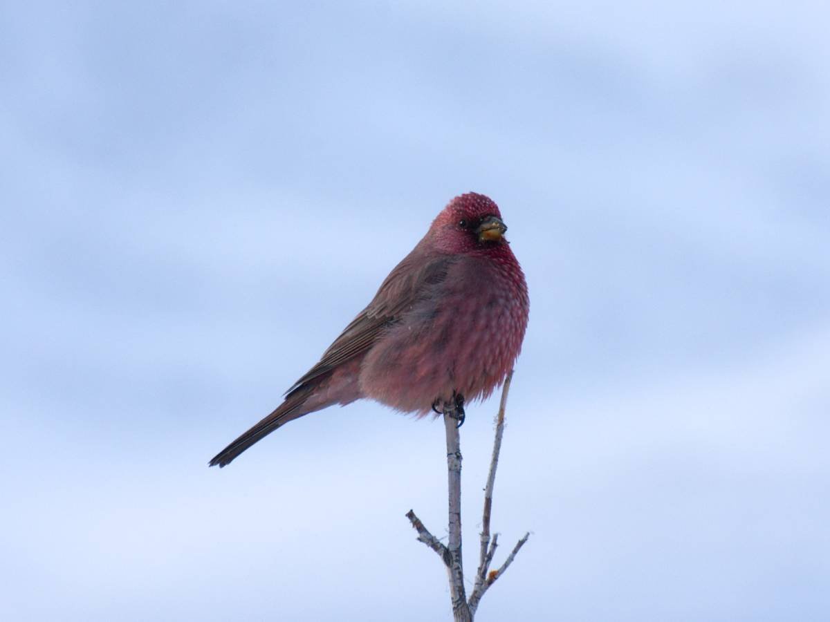 Птицы с розовым оперением