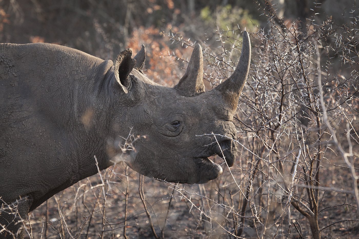 Бело черный носорог. Широконосый носорог. Черный носорог. Западный черный носорог. Черный носорог с 5 рогами.