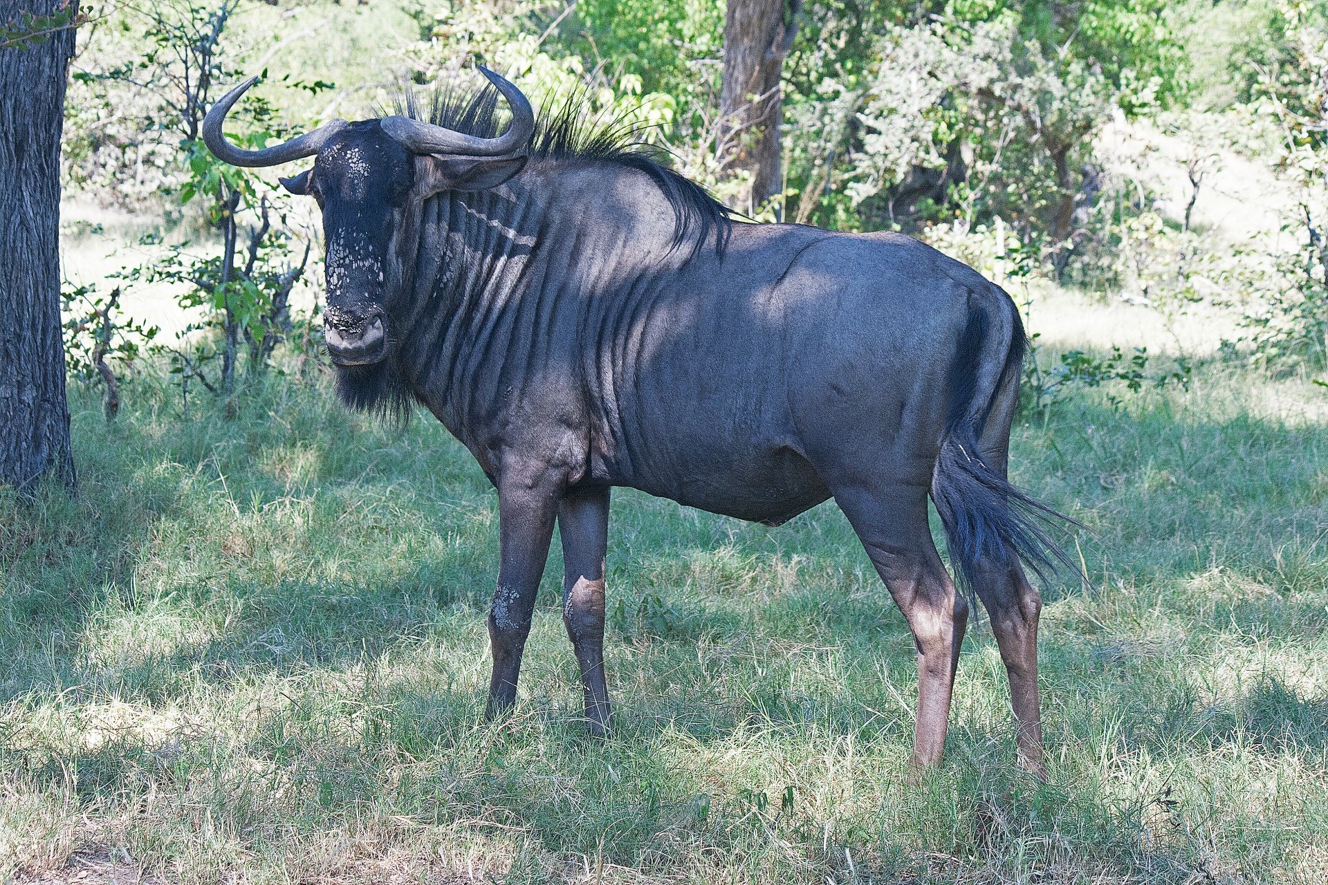Антилопа гну. Черная антилопа гну. Африканские саванны голубой гну. Синяя антилопа гну. Черный гну