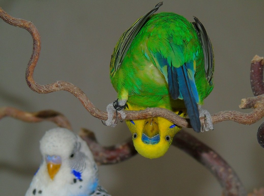 Попугай волнистик