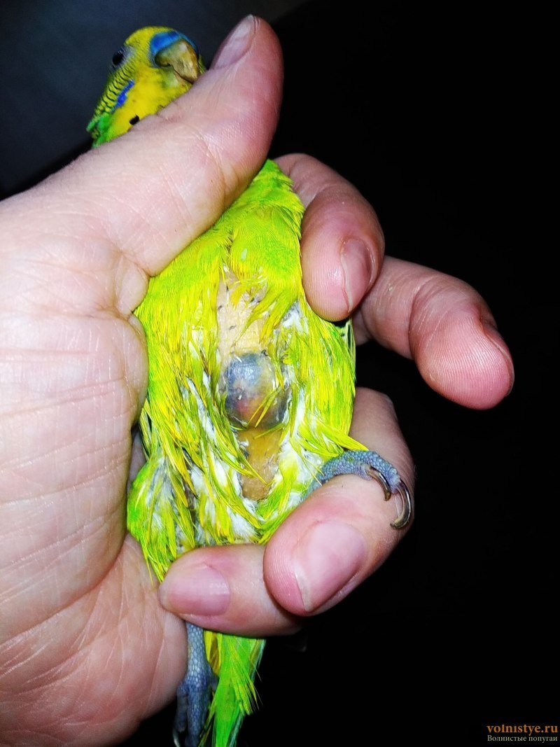 Черный волнистый попугай