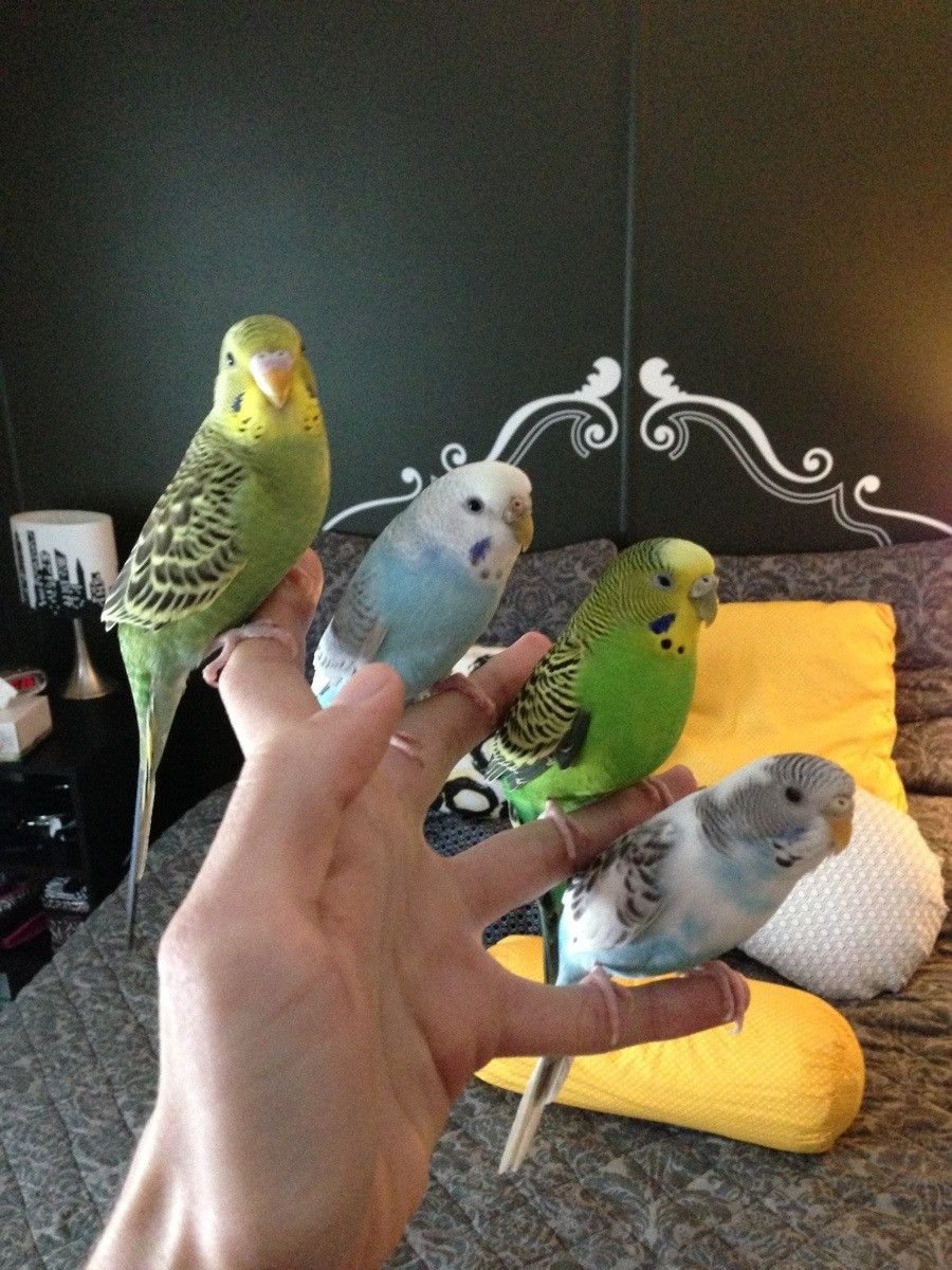 Забавные попугайчики