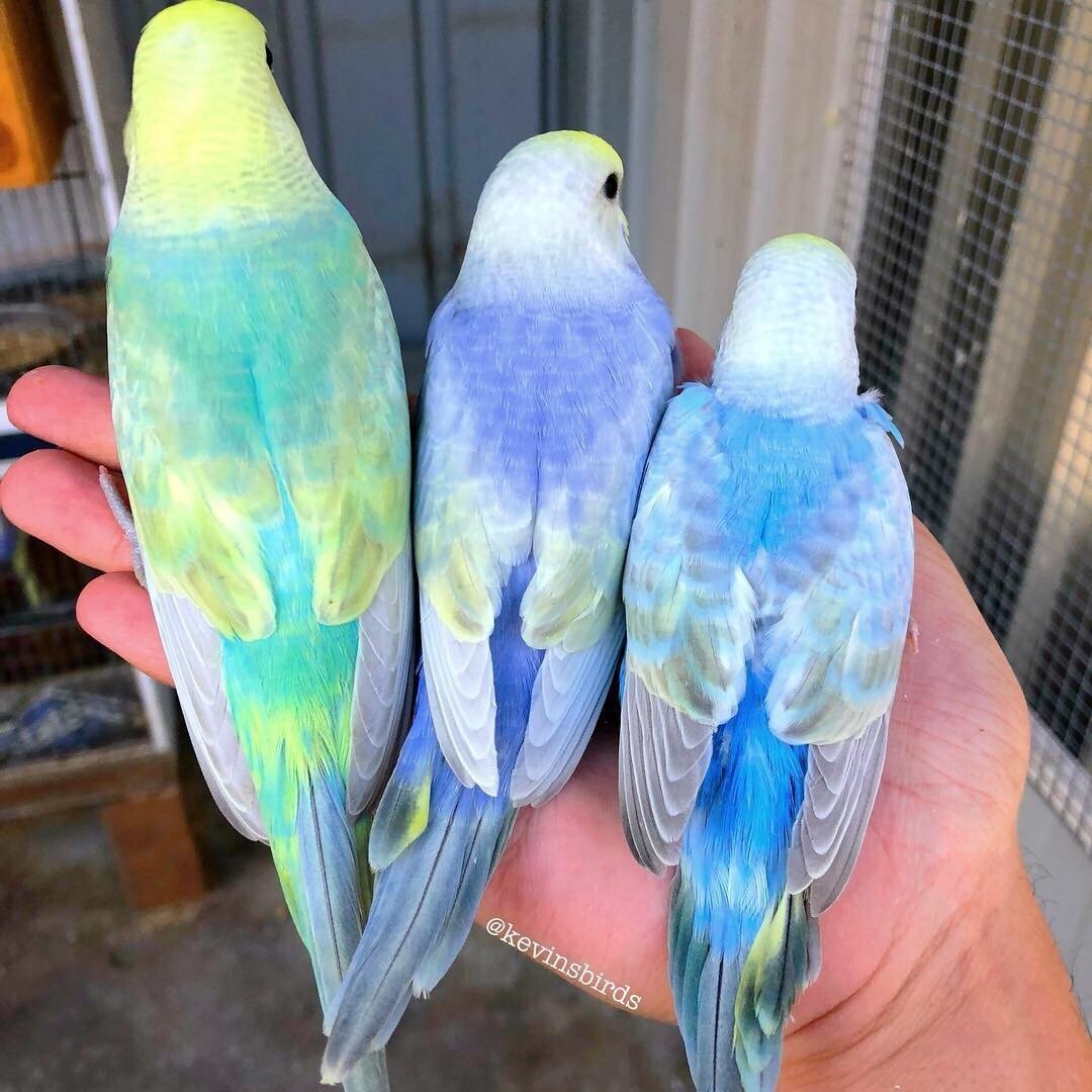 Радужный окрас волнистых попугаев