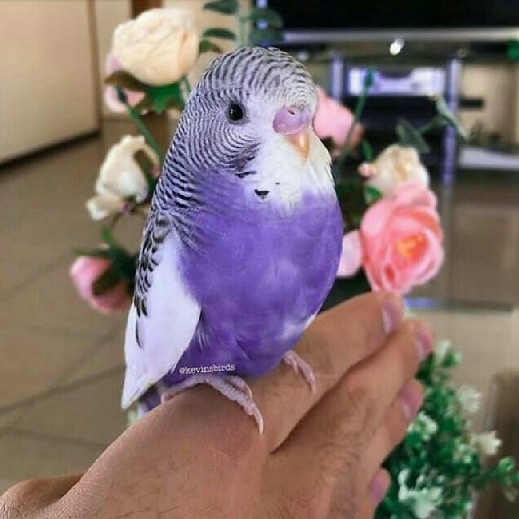 Сиреневый волнистый попугайчик